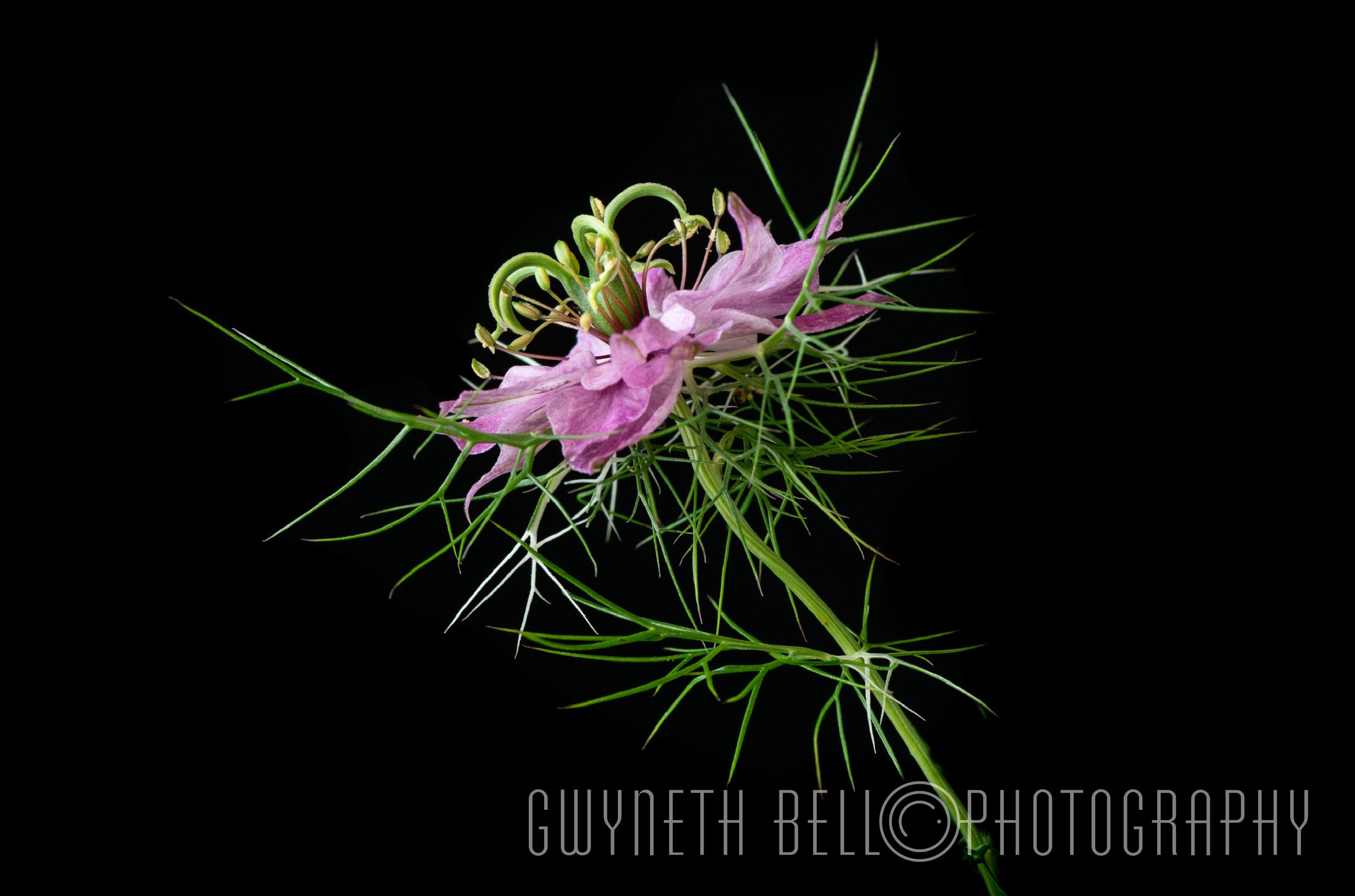 Pink Nigella