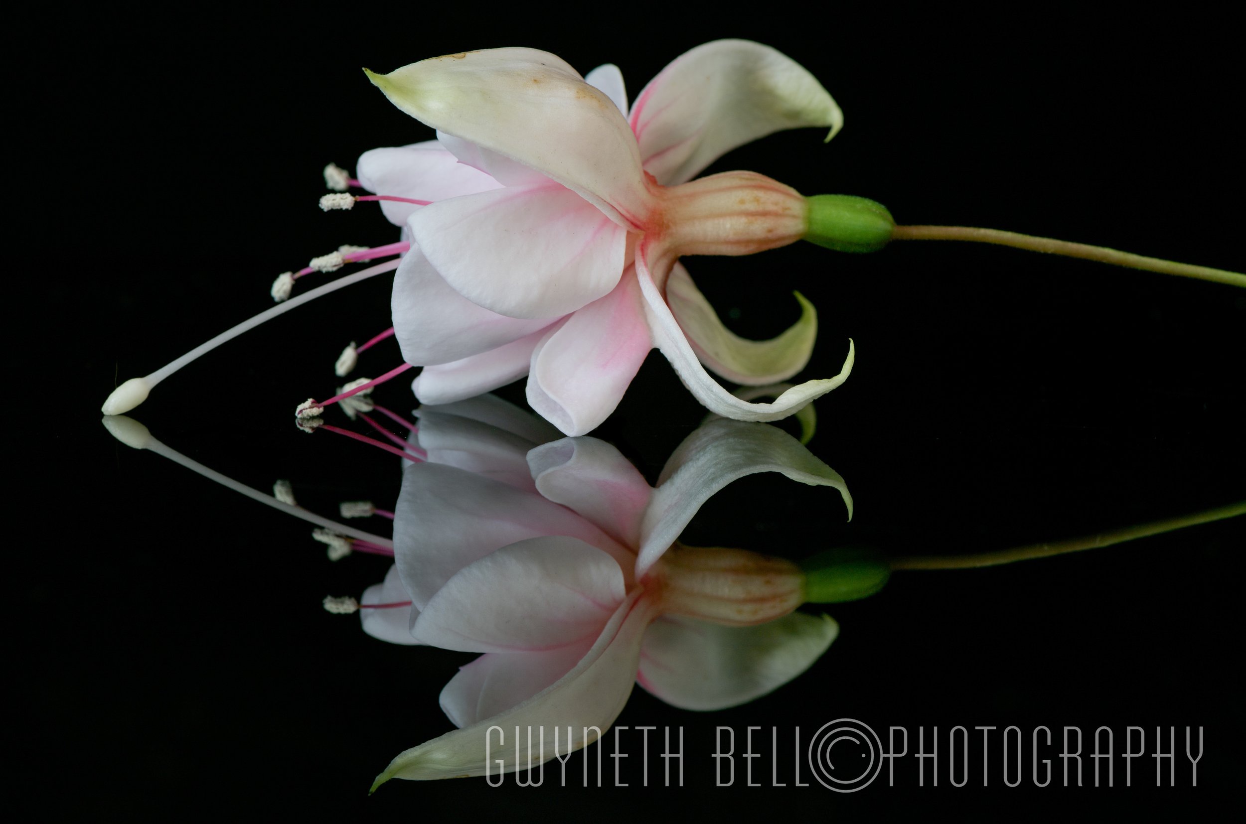 Pale Pink Fuschia