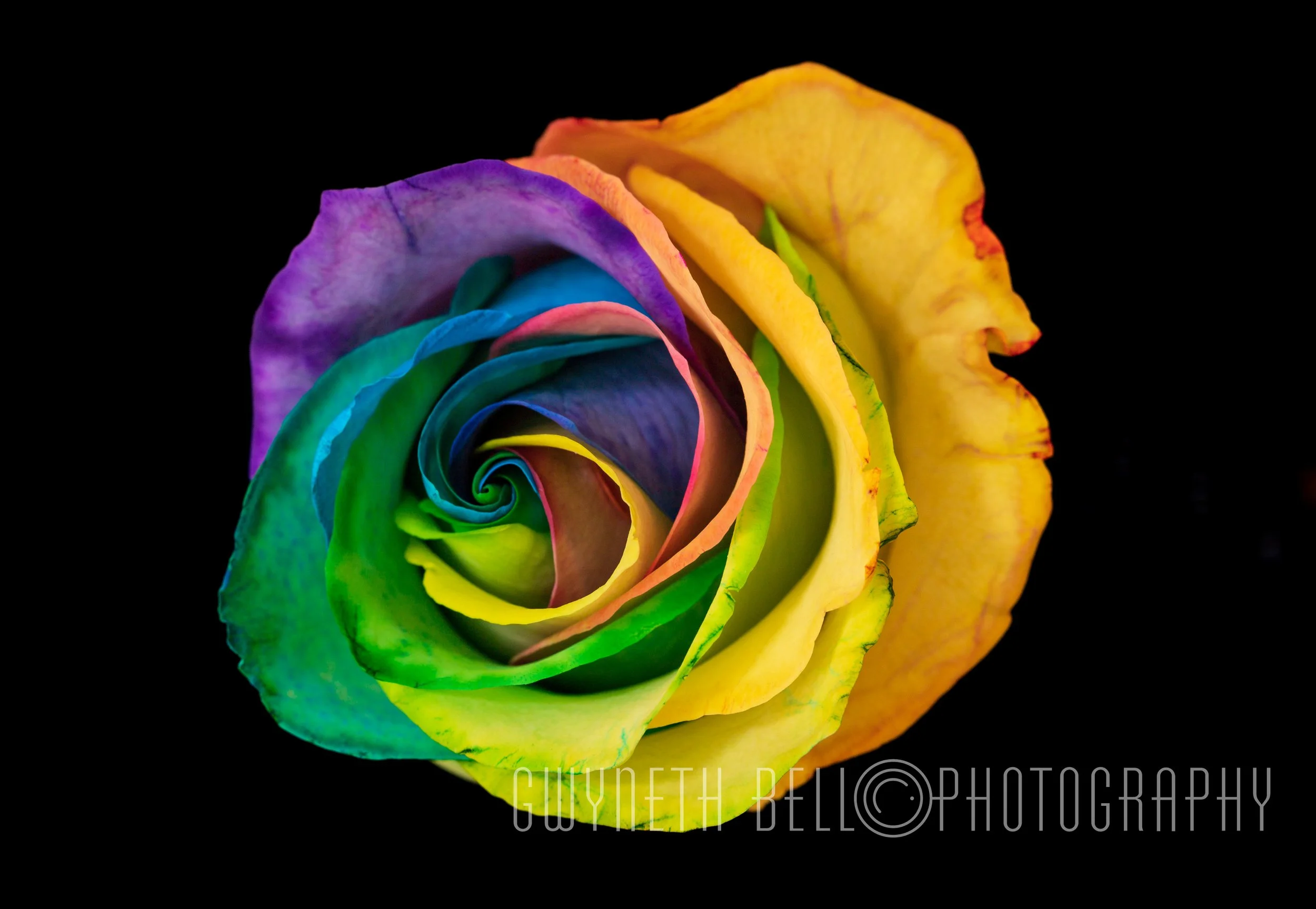 Rainbow Rose
