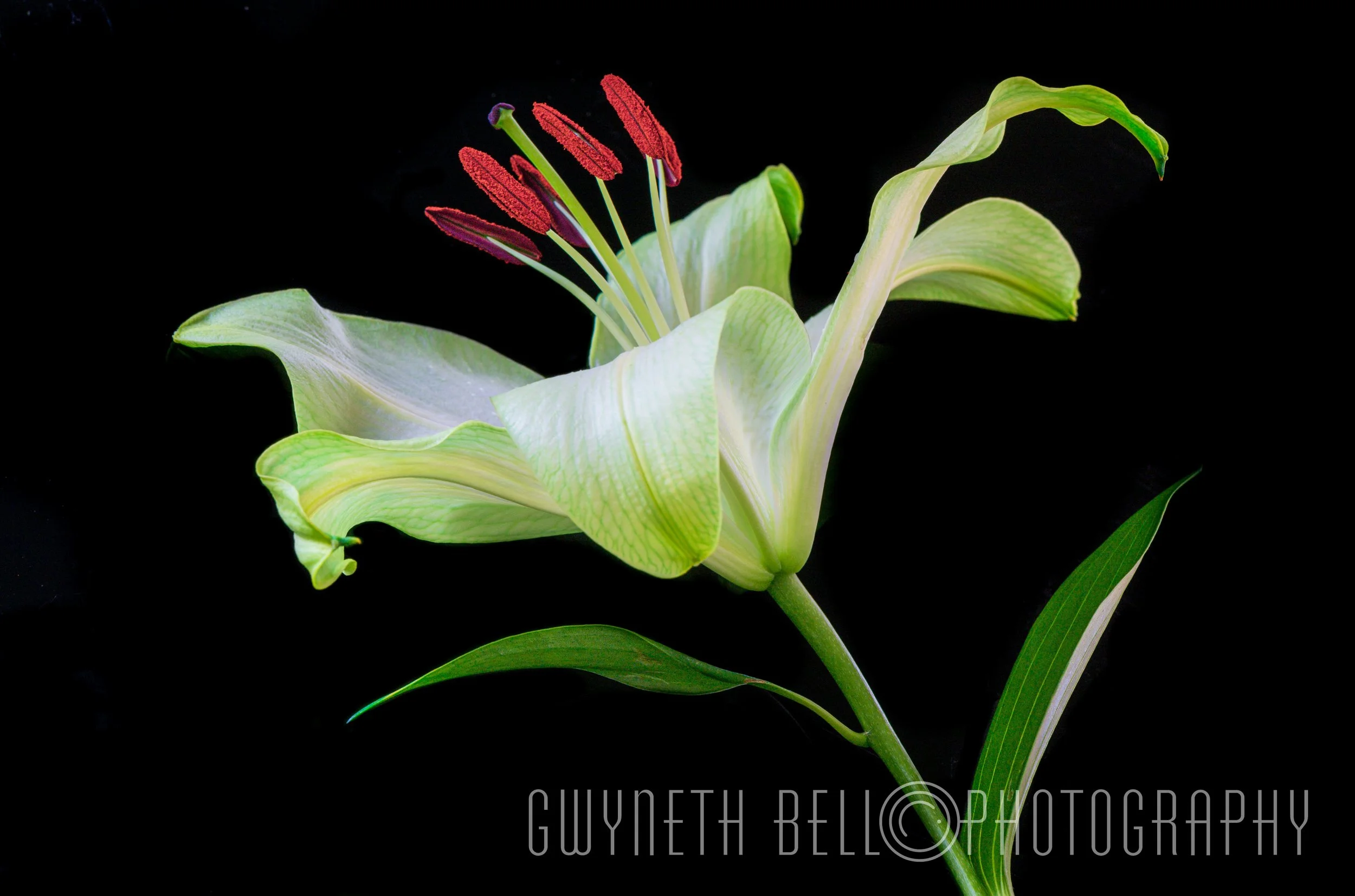 Green Lily