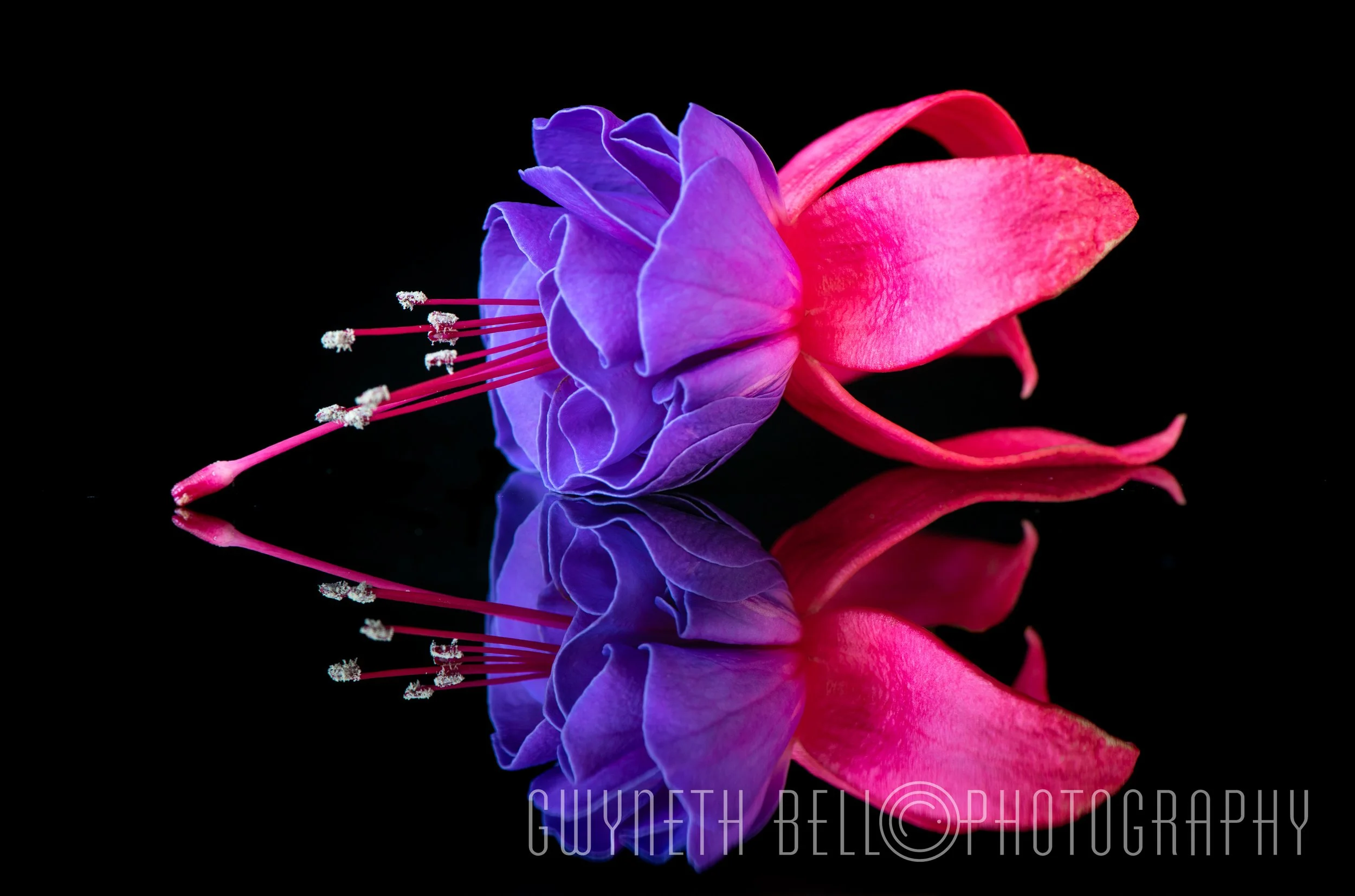 Purple and Pink Fuschia