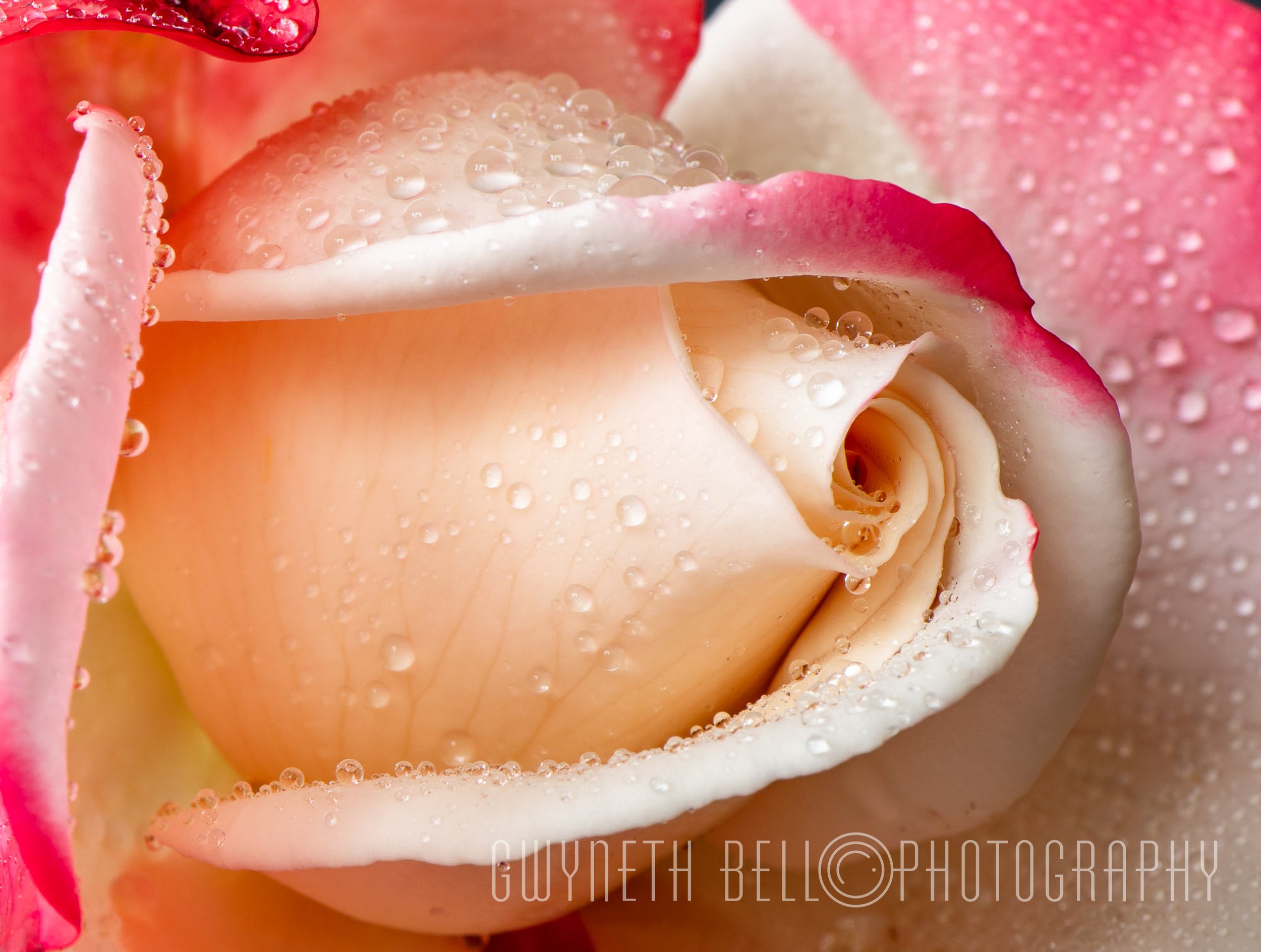 Nostalgia Rose