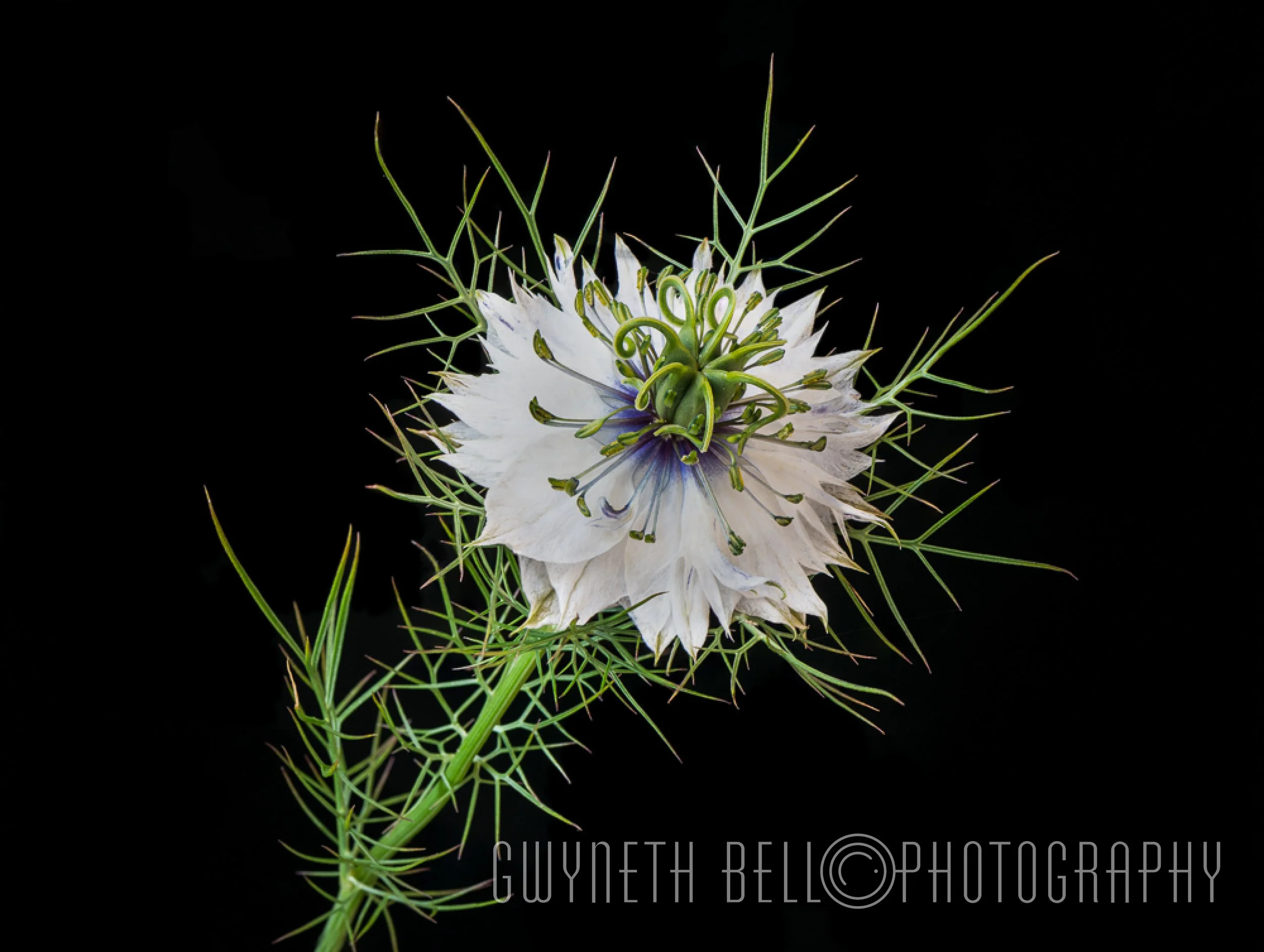 White Nigella