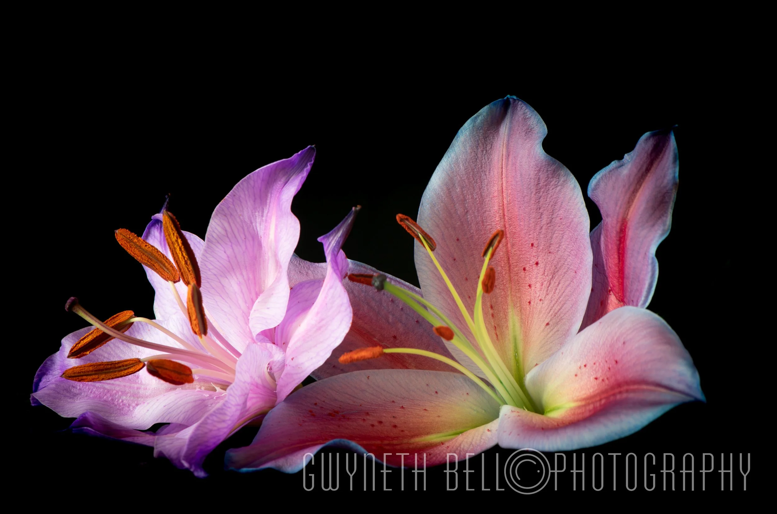 Double Lilies