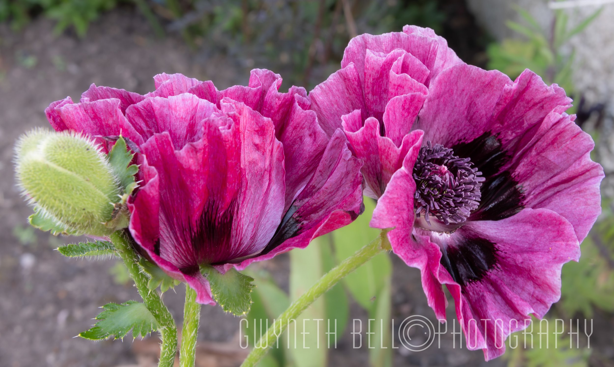 Patty's Plum Poppies