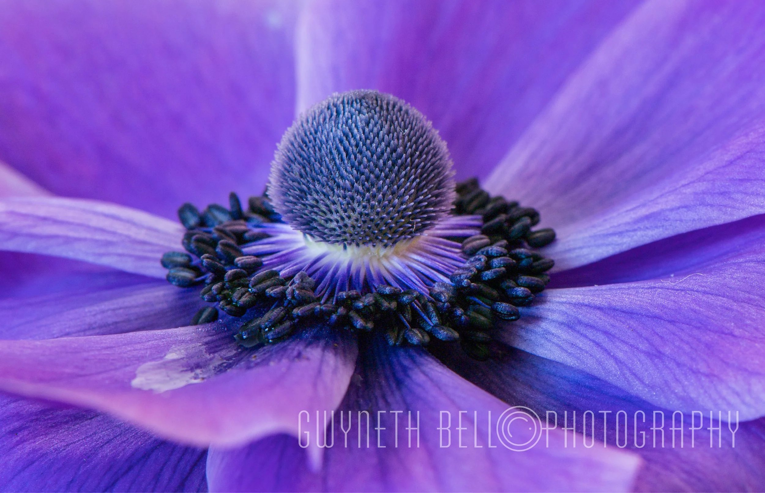Anemone