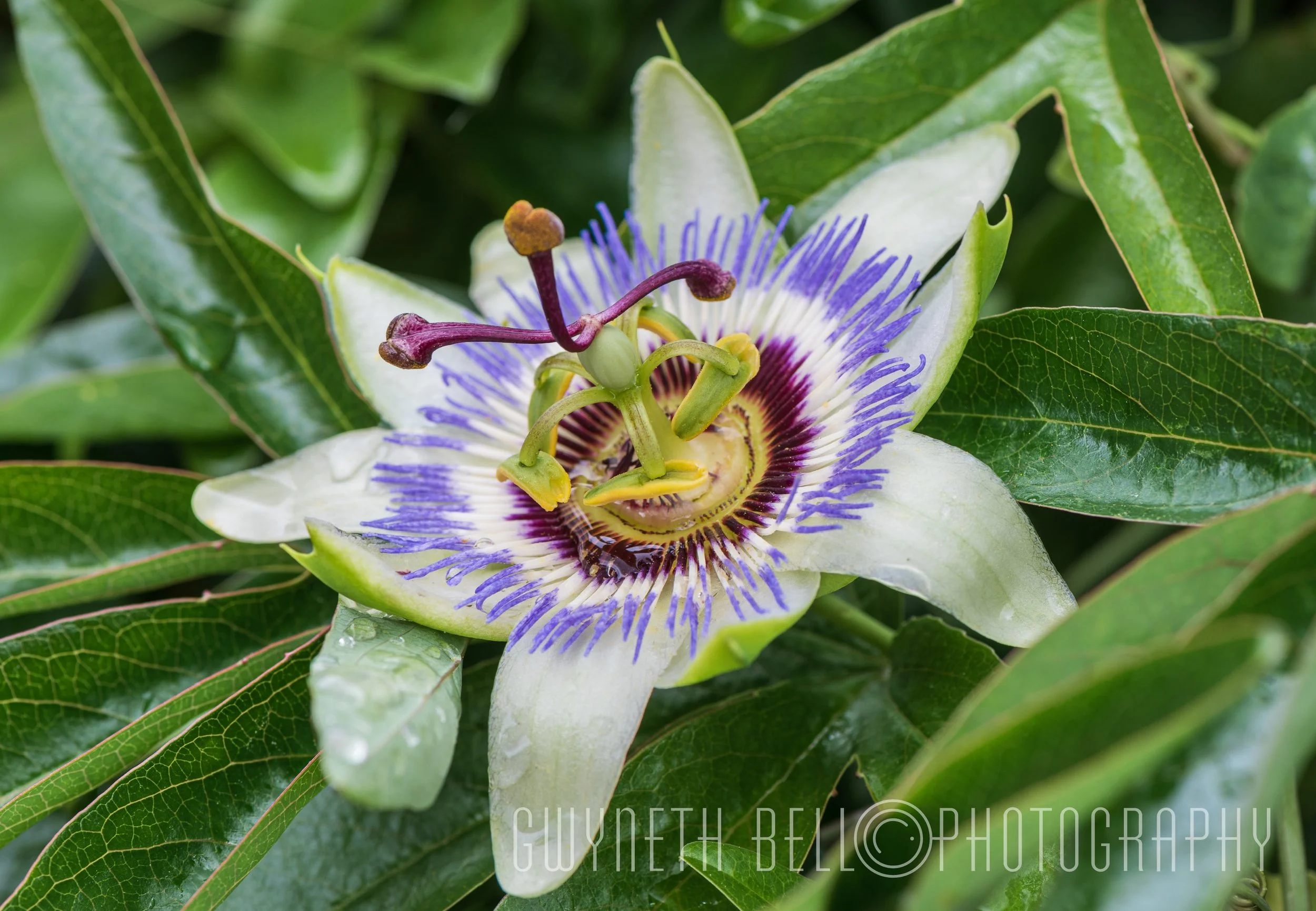 Passion Flower