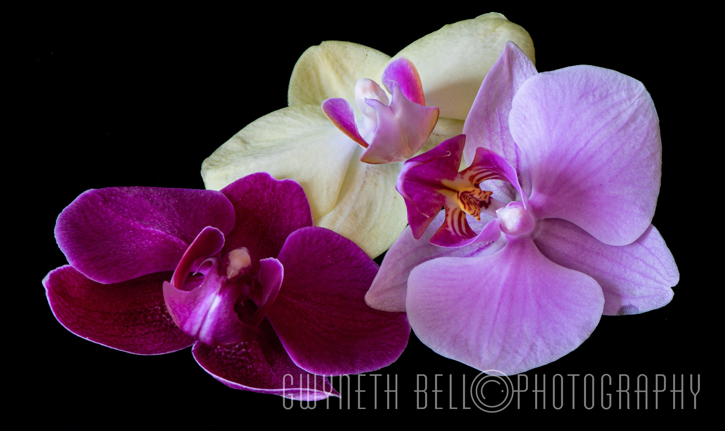 3 Orchids