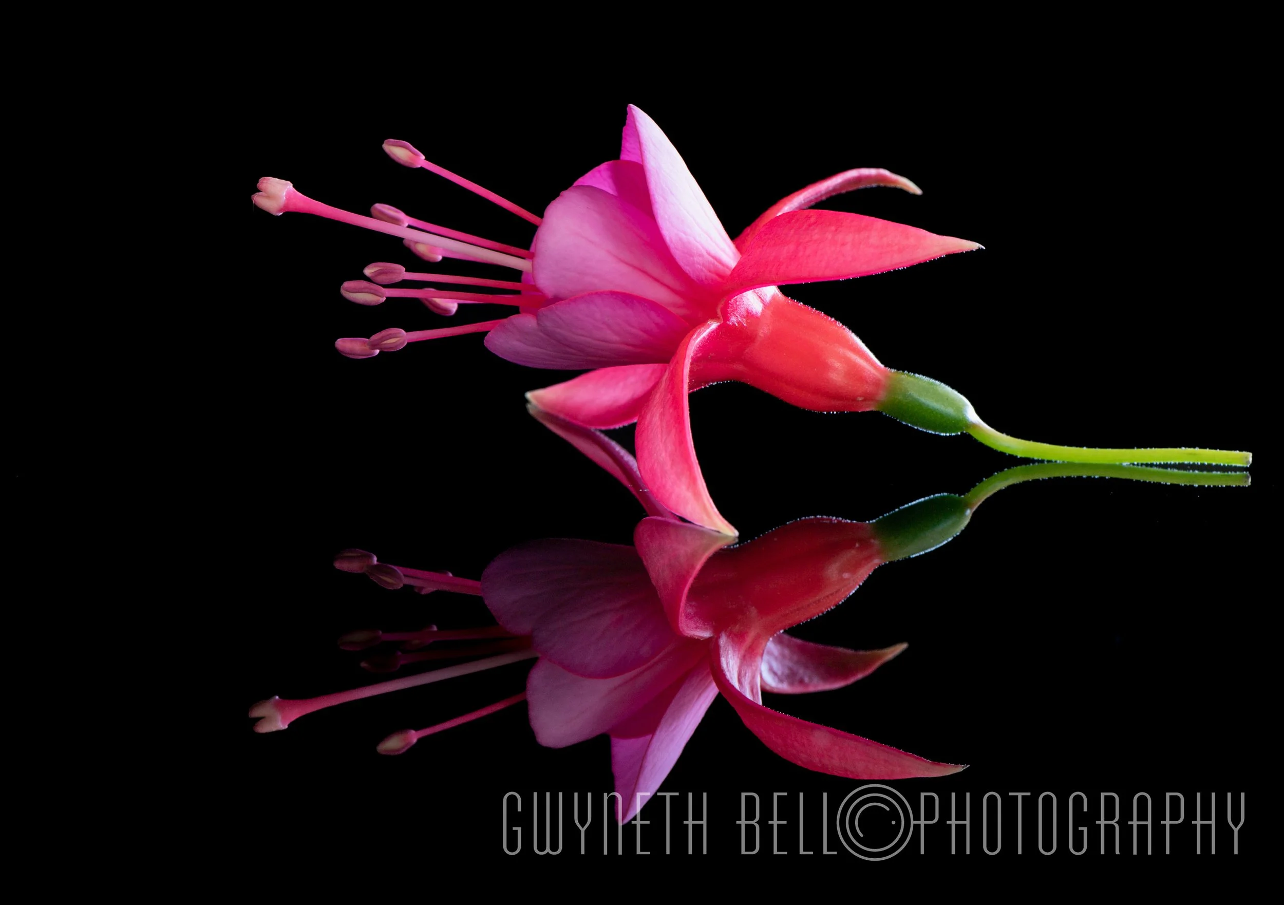 Cerise Fuschia