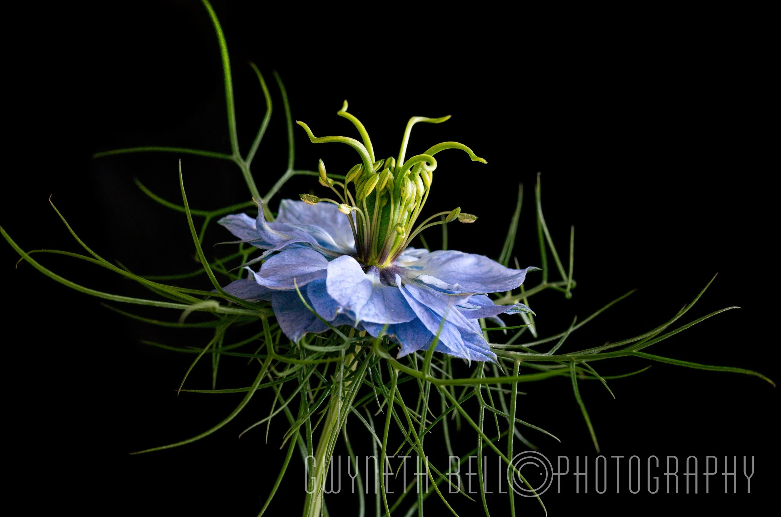 Blue Nigella