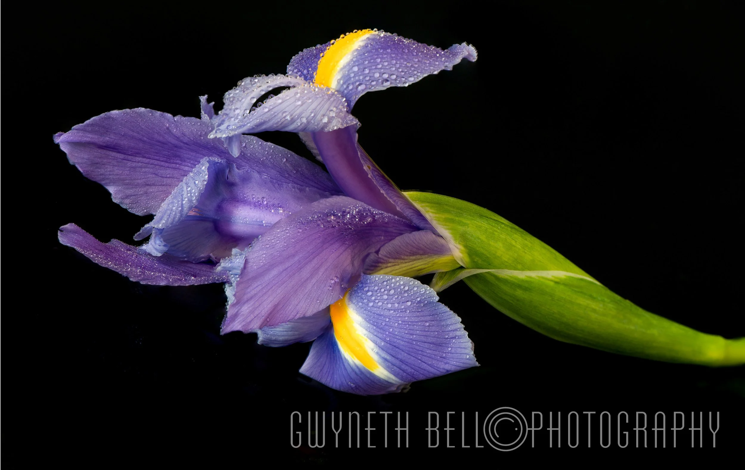 Iris