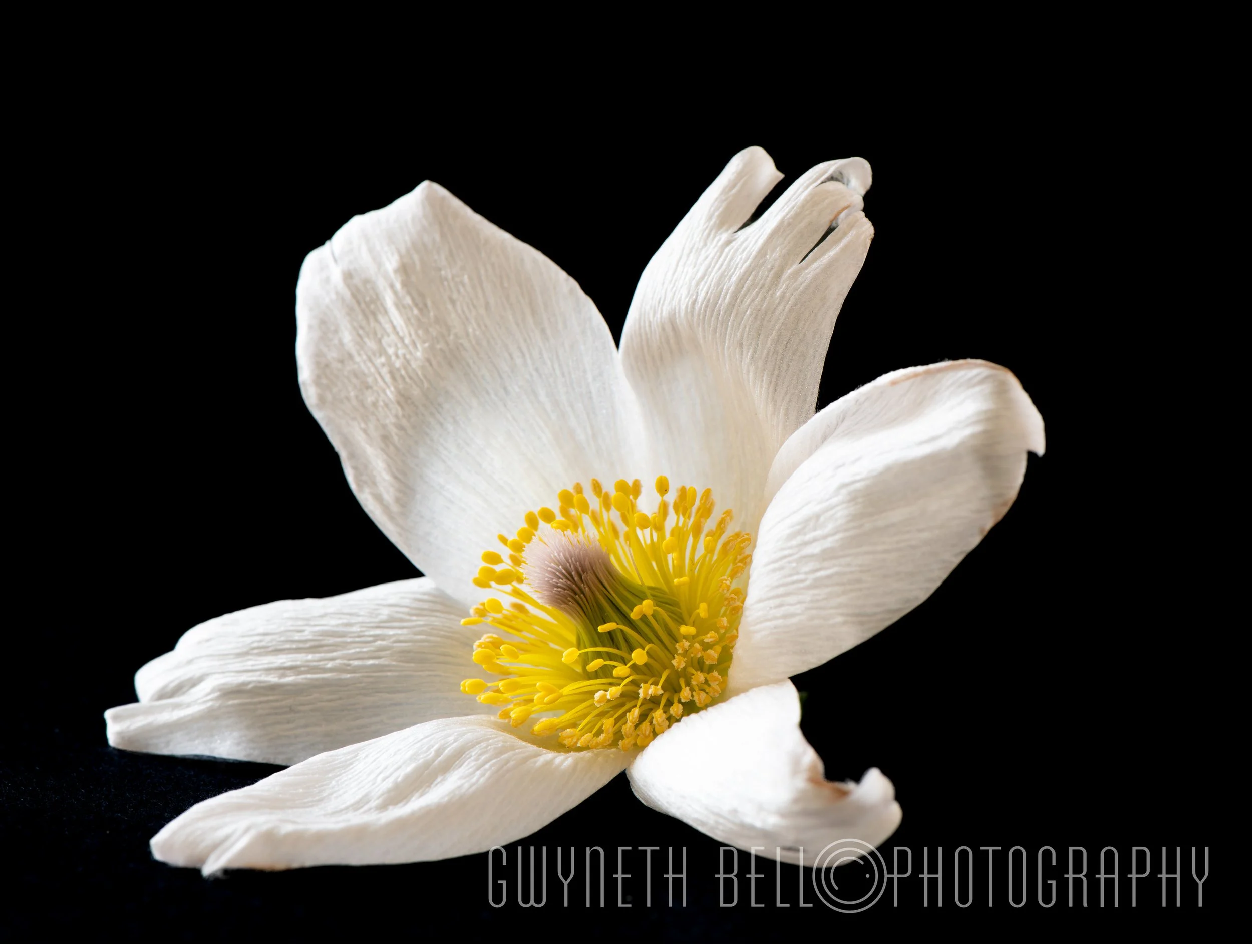 White + Yellow Anemone