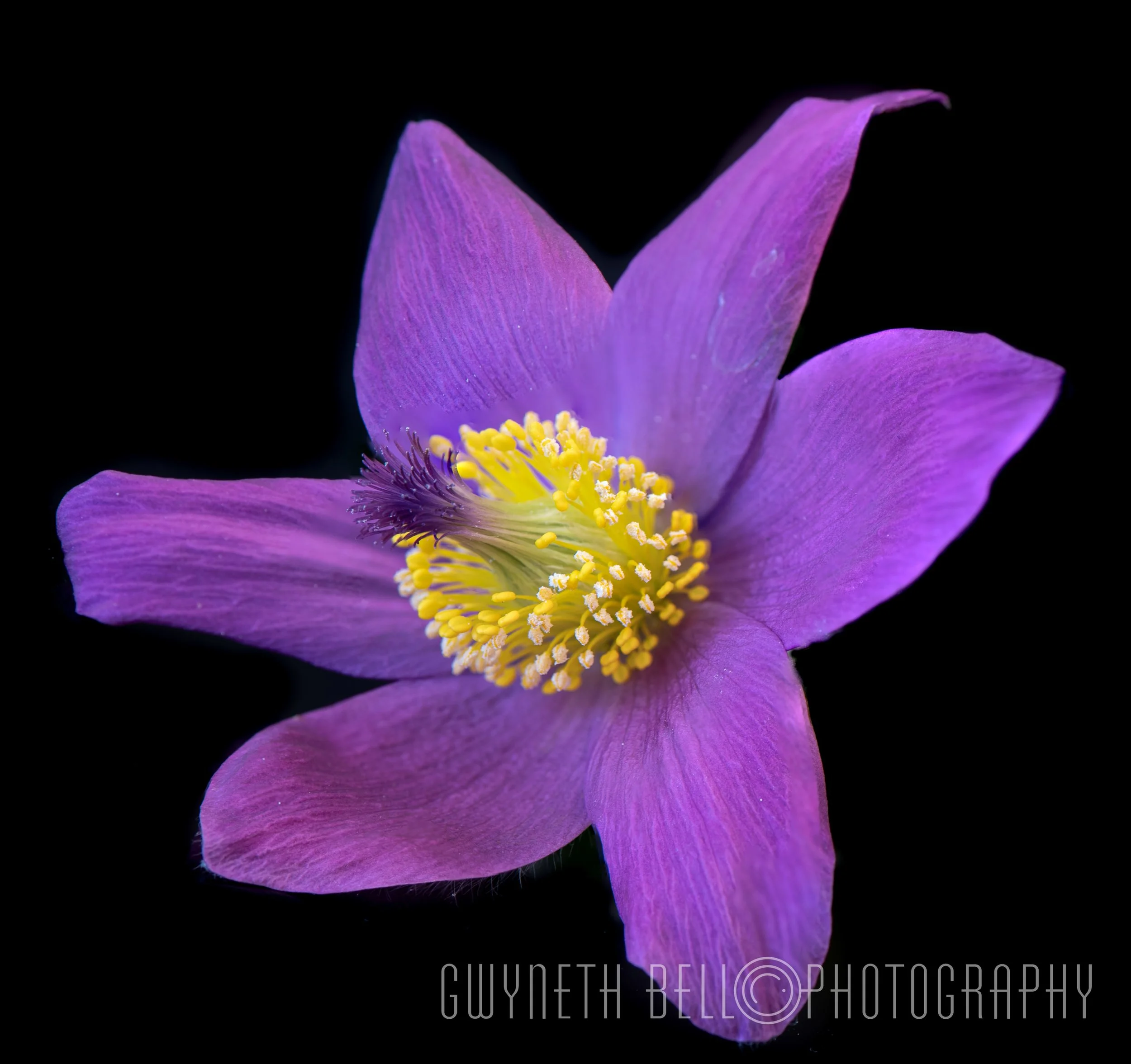 Purple + Yellow Anemone