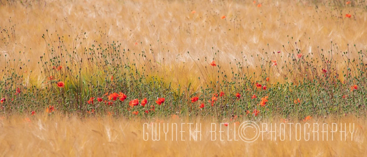 Poppy + Corn Field