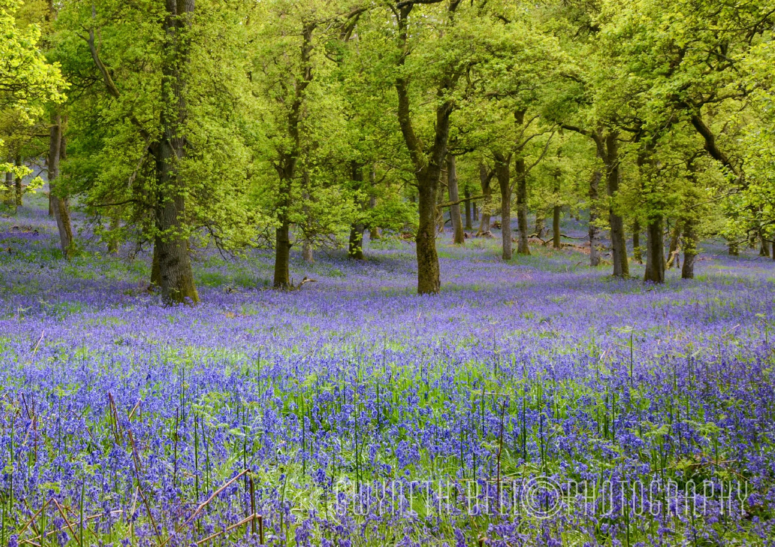 Kinclaven Woods, Perthshire