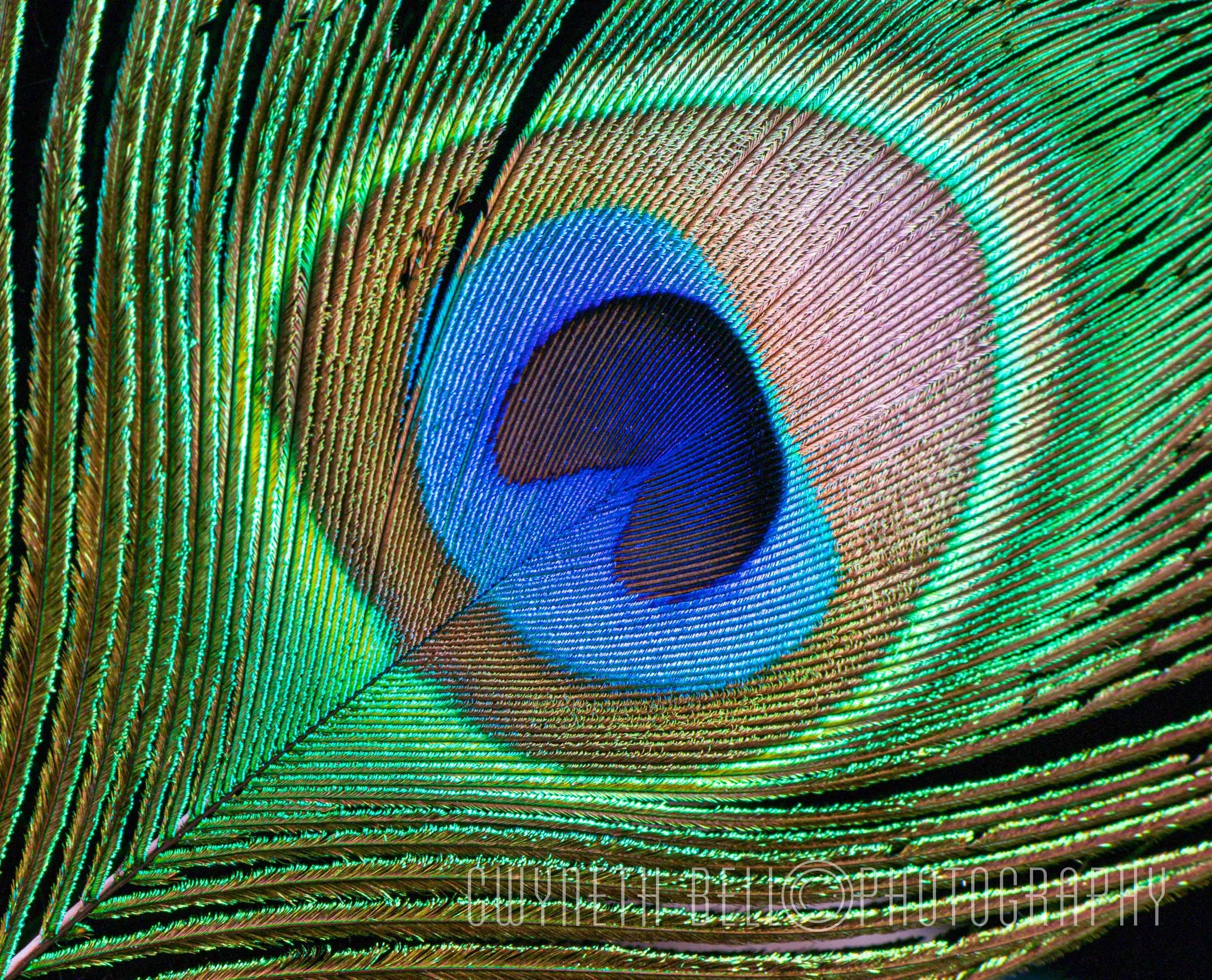 Peacock Feather