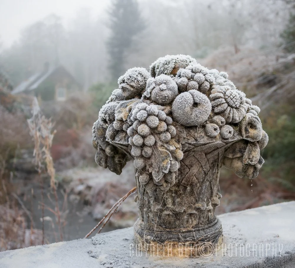 Frozen Fruit