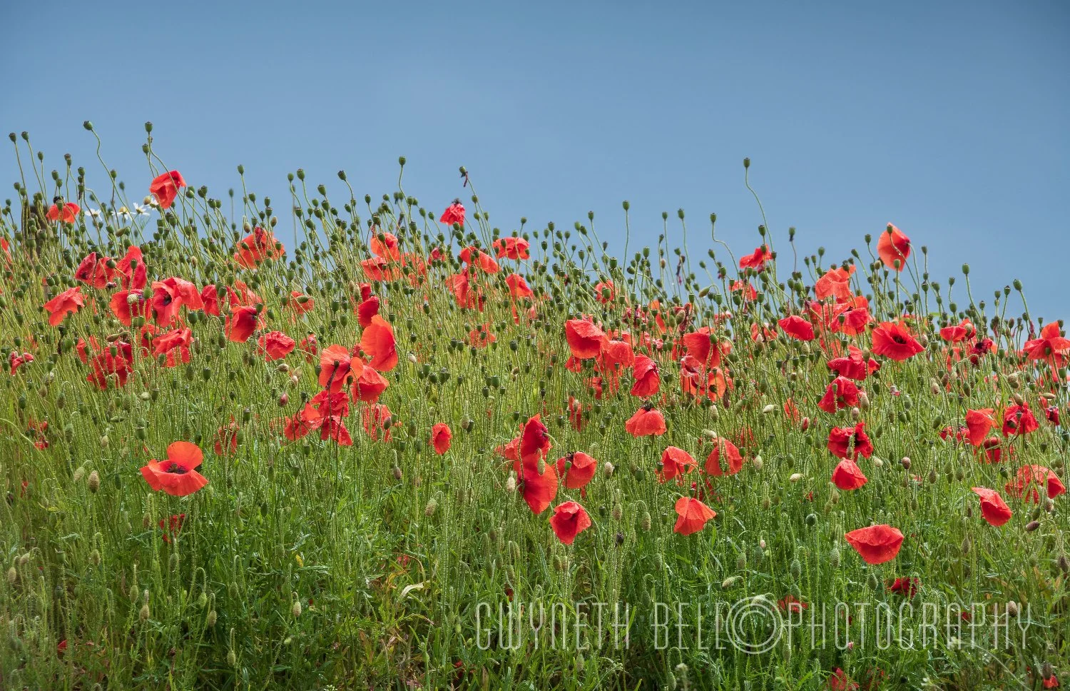 Poppy Field