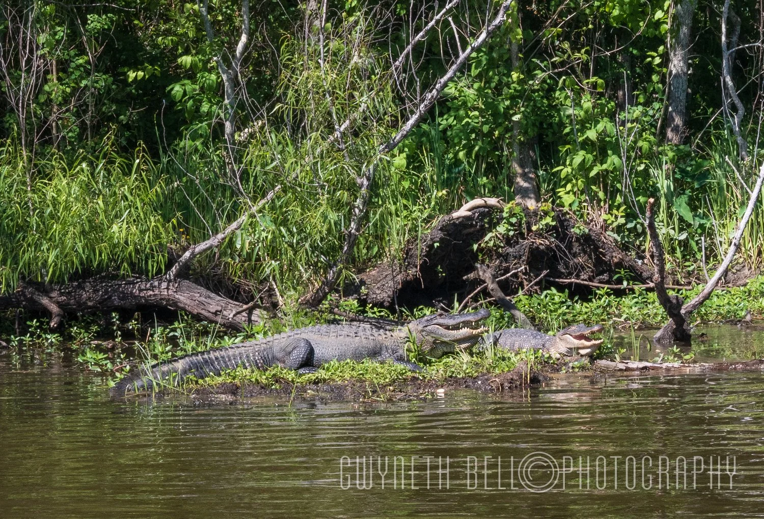 Swamp Gators