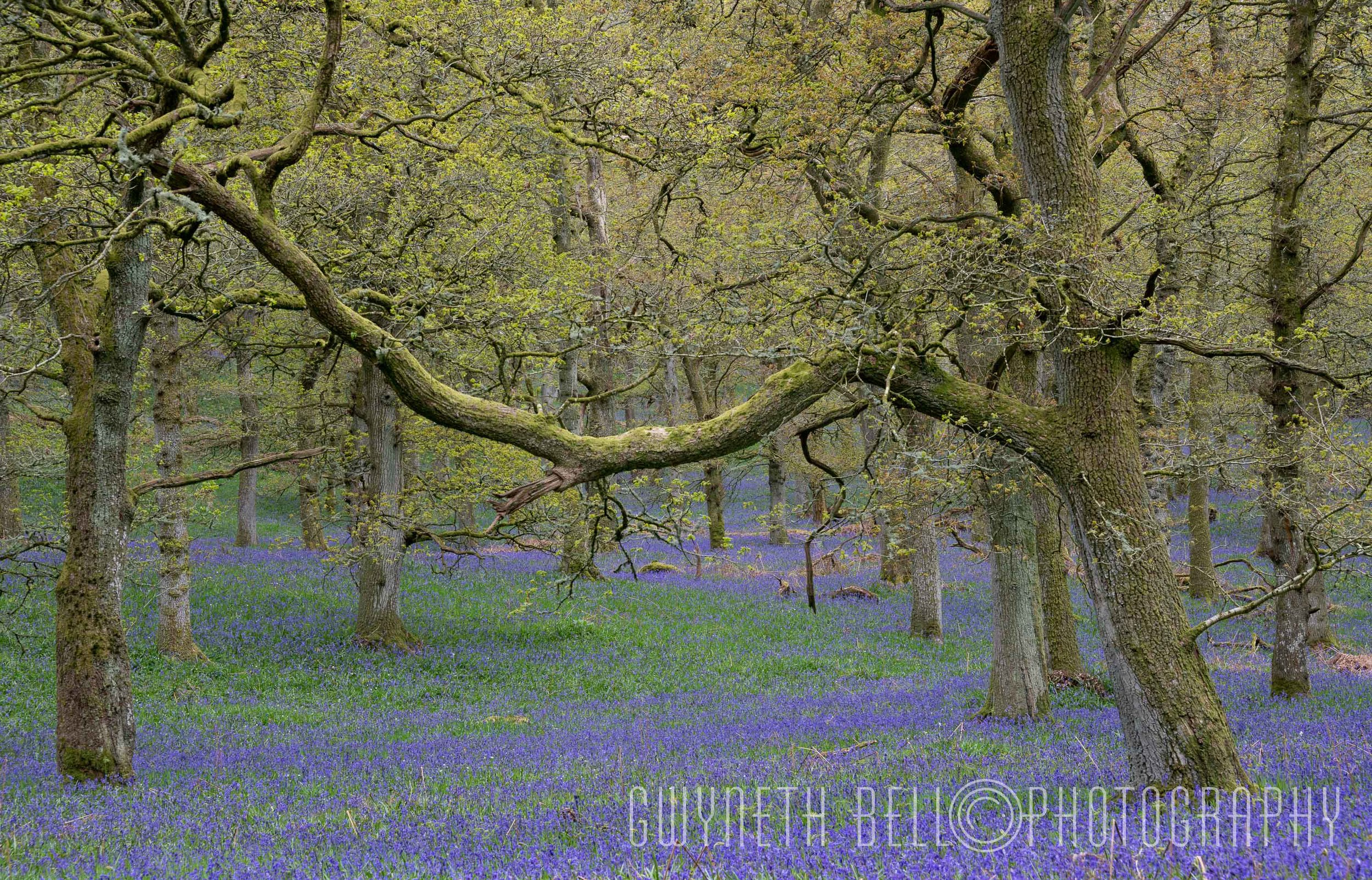 Kinclaven Woods, Perthshire