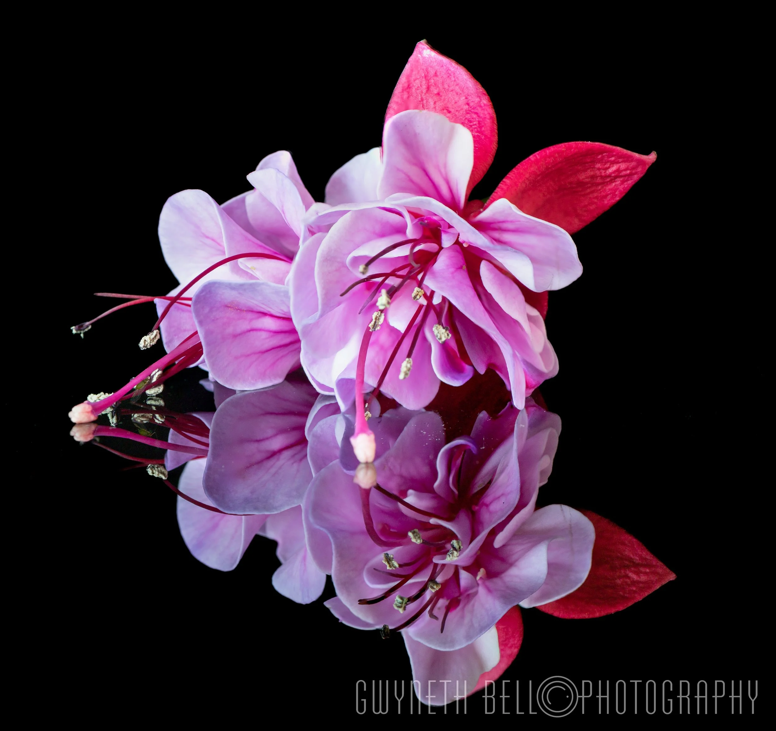 Reflected Fuchsias
