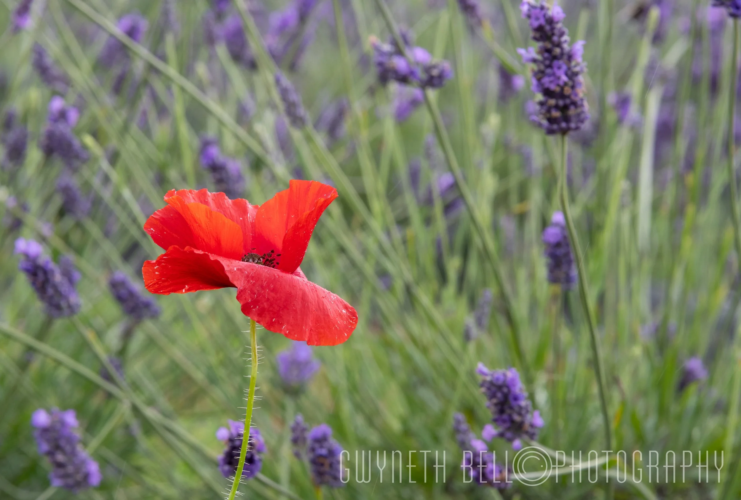 Random Poppy in Lavender