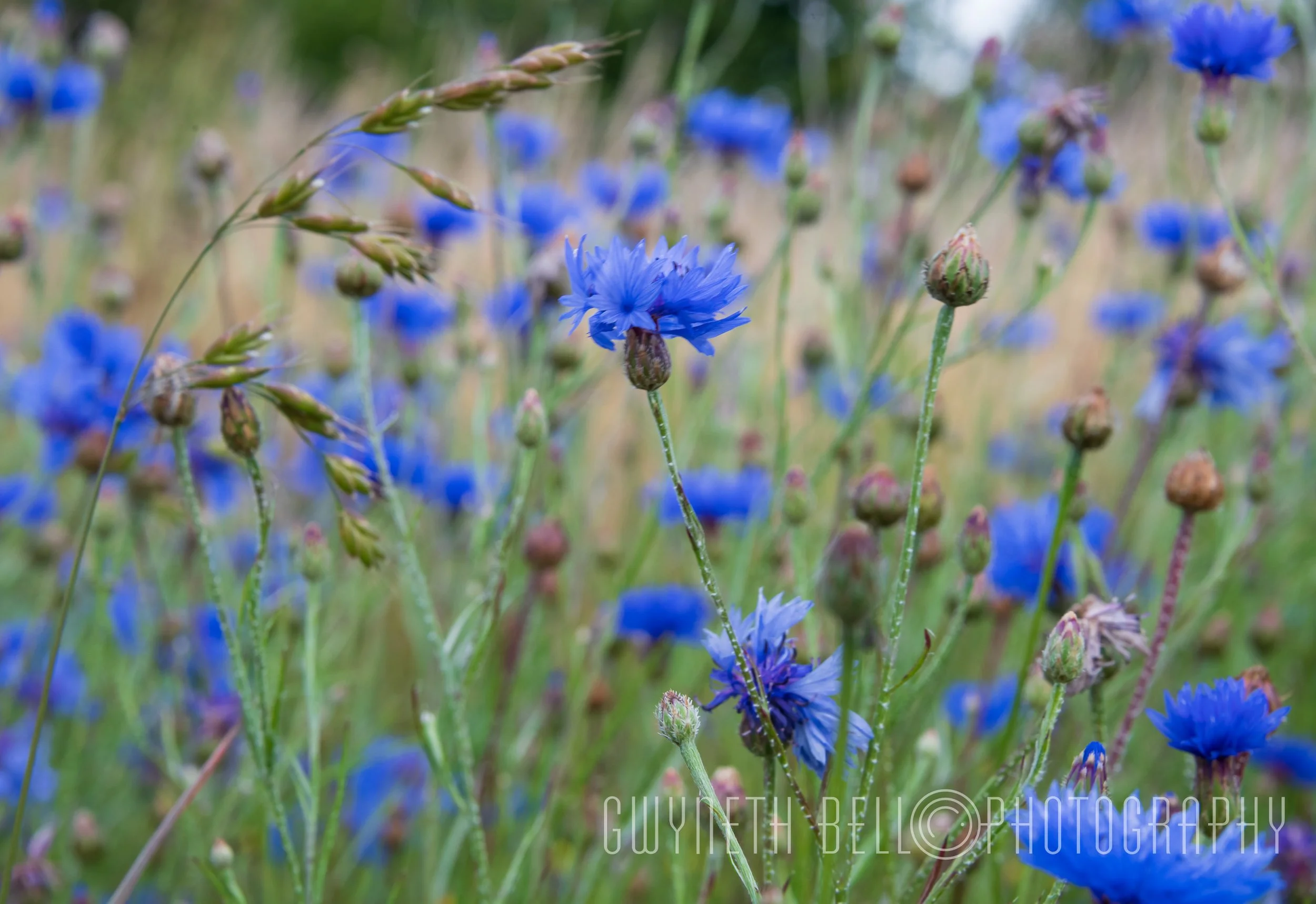 Cornflower Field