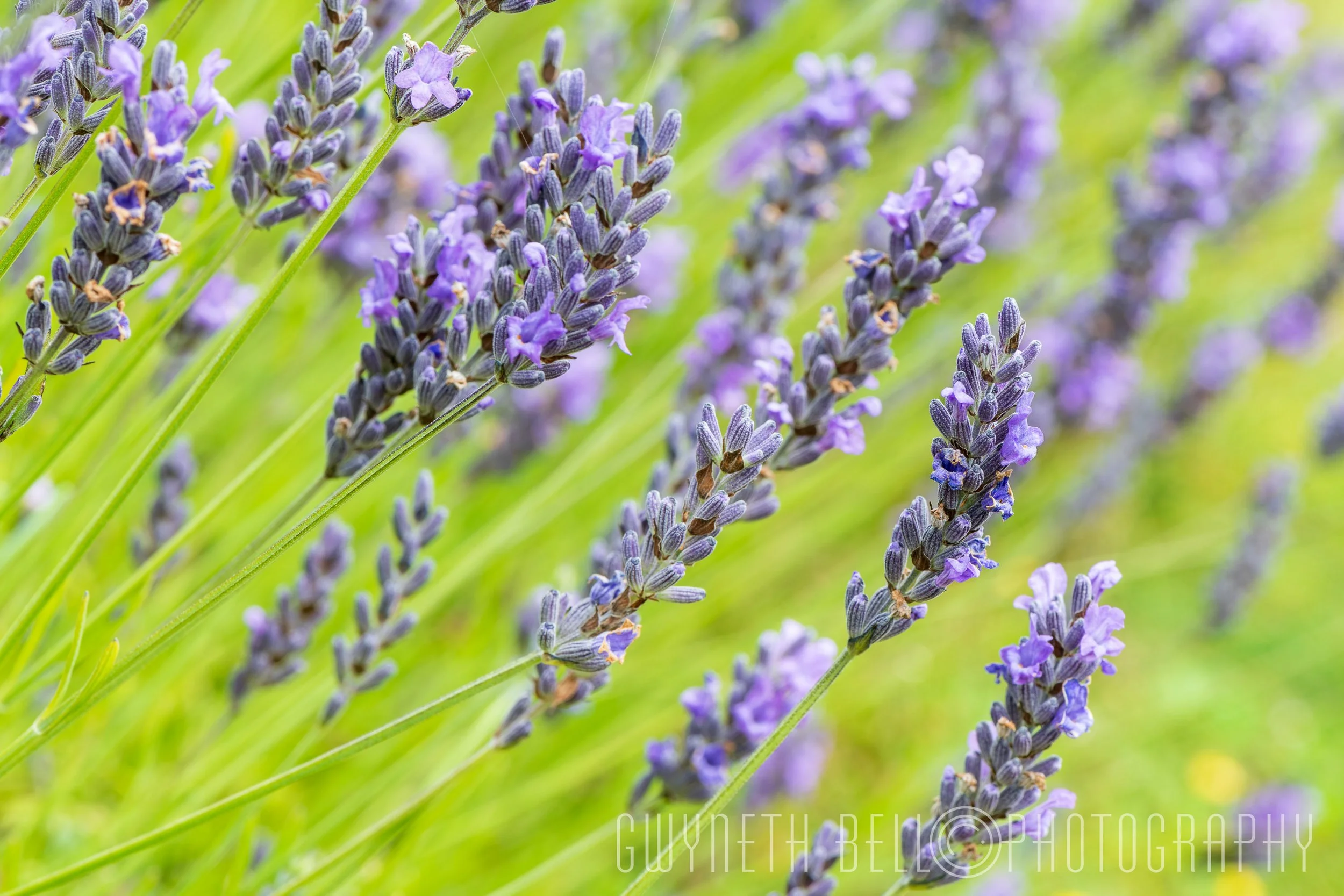 Lavender
