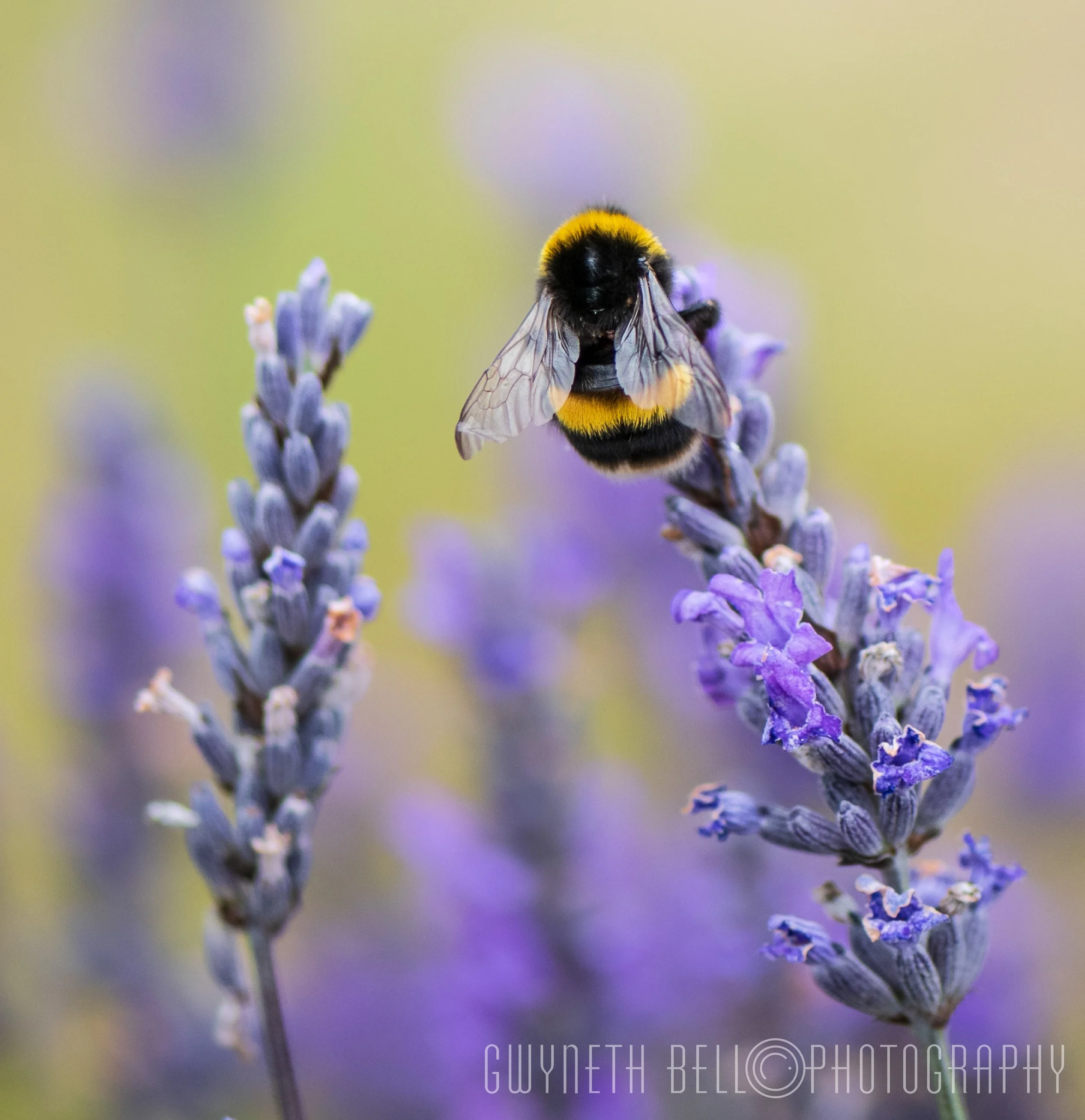 Bee on Lavender