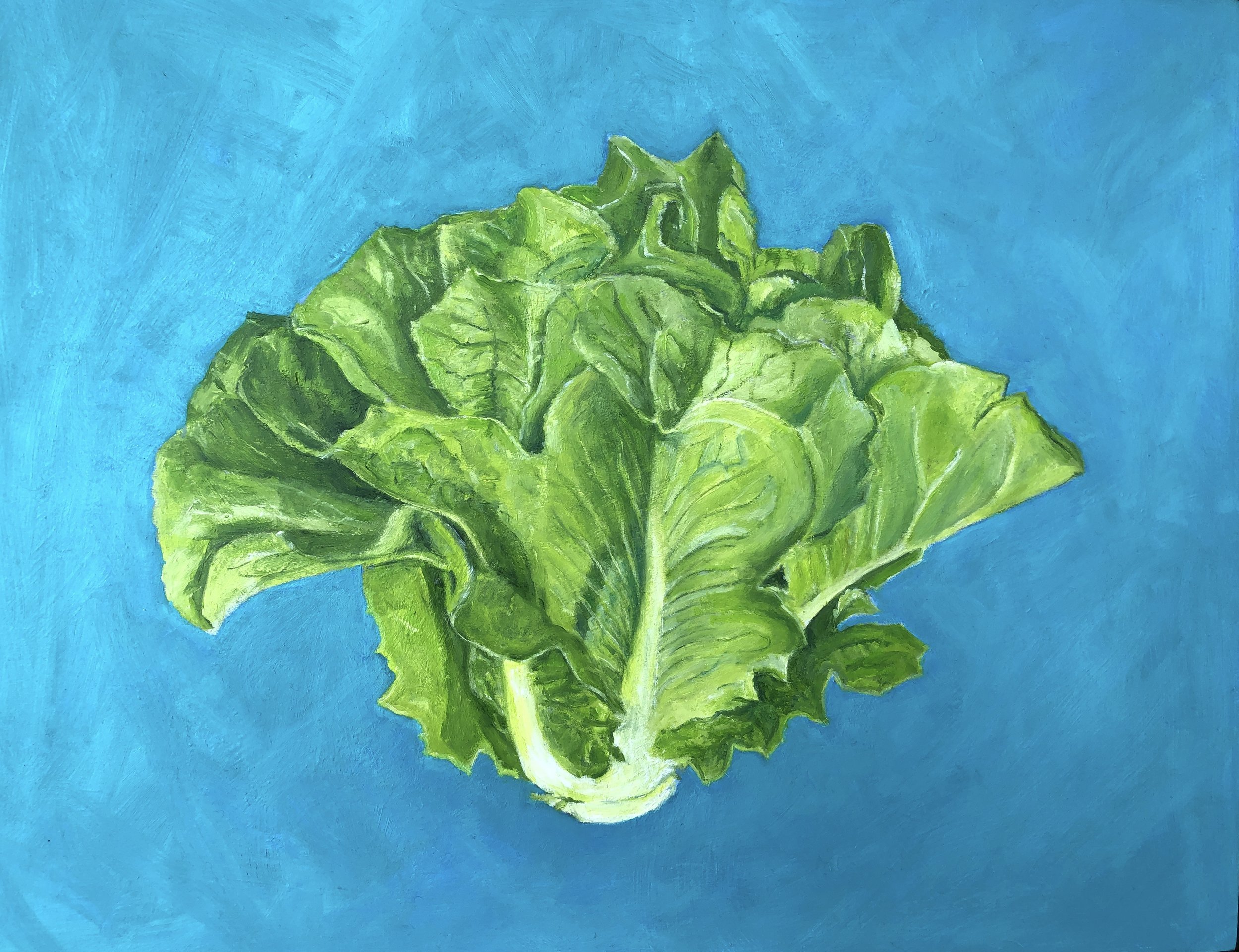 Romaine, 11" x 14" x 1"