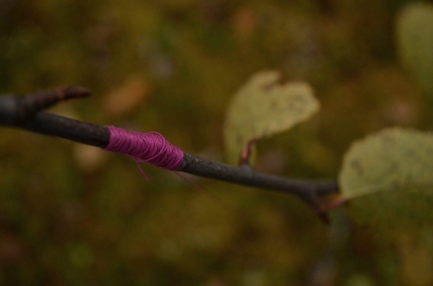 Using the materials provided we attempted to restrict nature in some sense. The thread questions what will break first, it or the branch? The threads were attached to both malleable branches and those that had already fallen in the woods behind our accommodation. Delicate almost ethereal overall effect. 