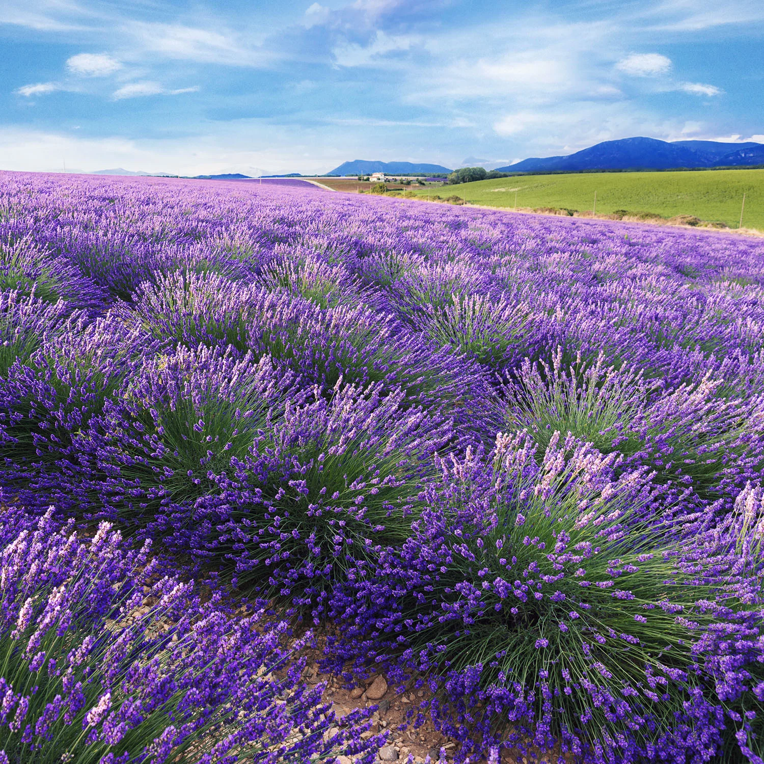 RO-Shop-PPB-Lavender.jpg