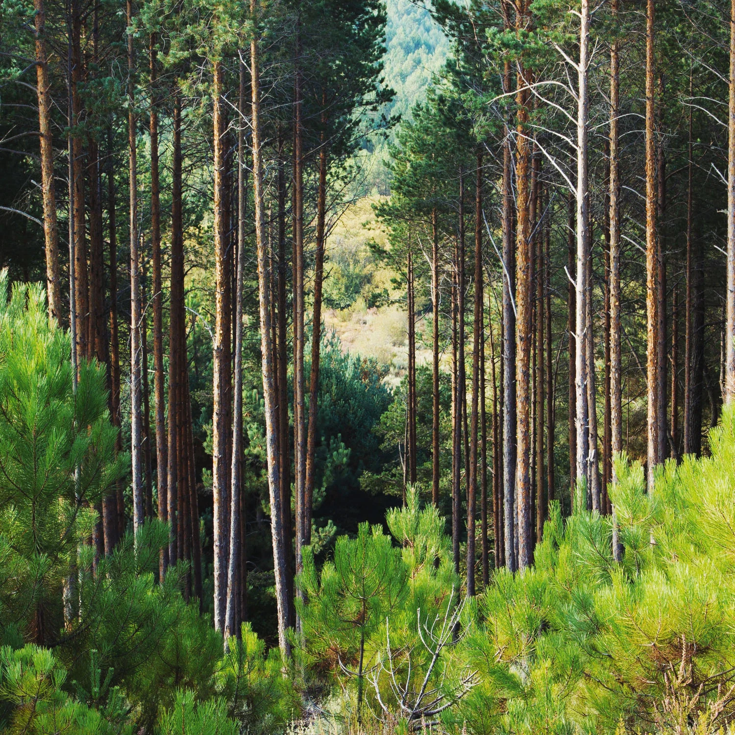 RO-Shop-PPB-Pine2.jpg