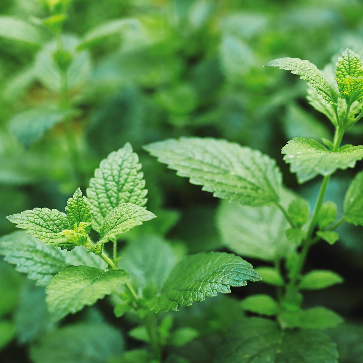 RO-Shop-PPB-LemonBalm2.jpg