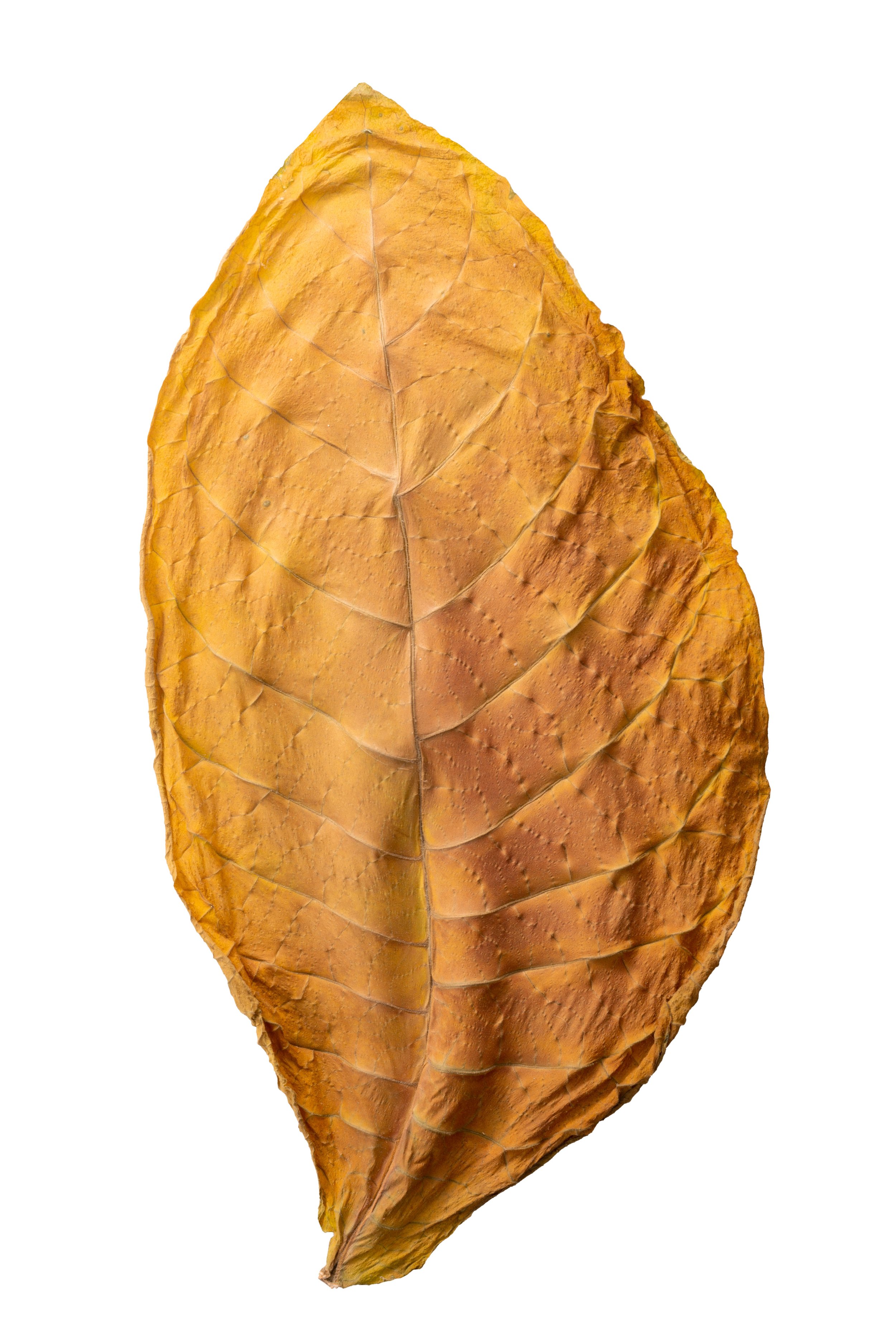 Bulgarian Blond Tobacco.jpg