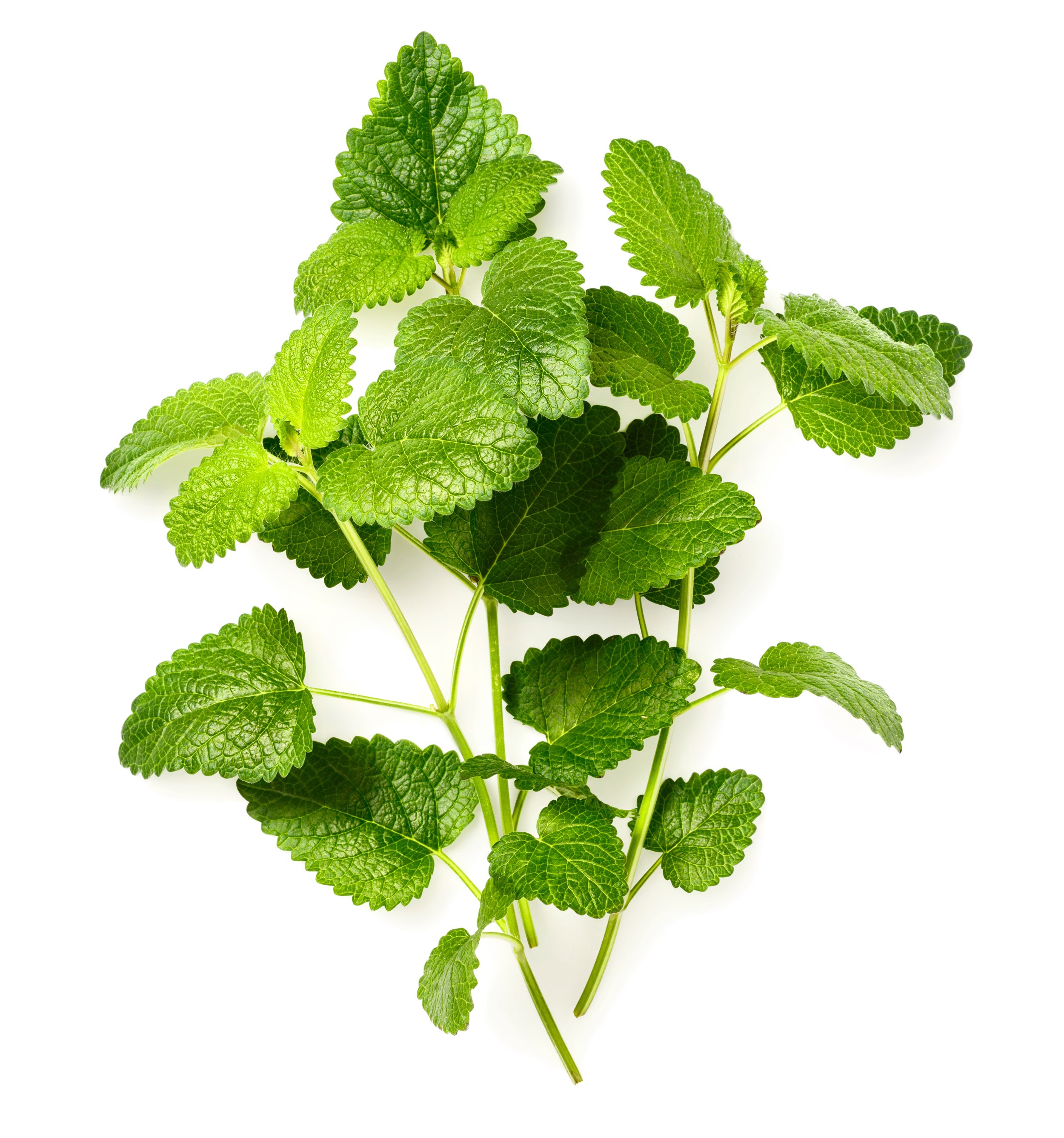 Lemon Balm.jpg