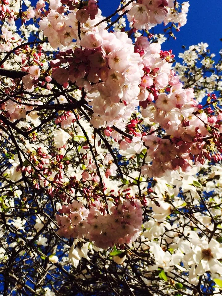 sakura 2015_js.jpg