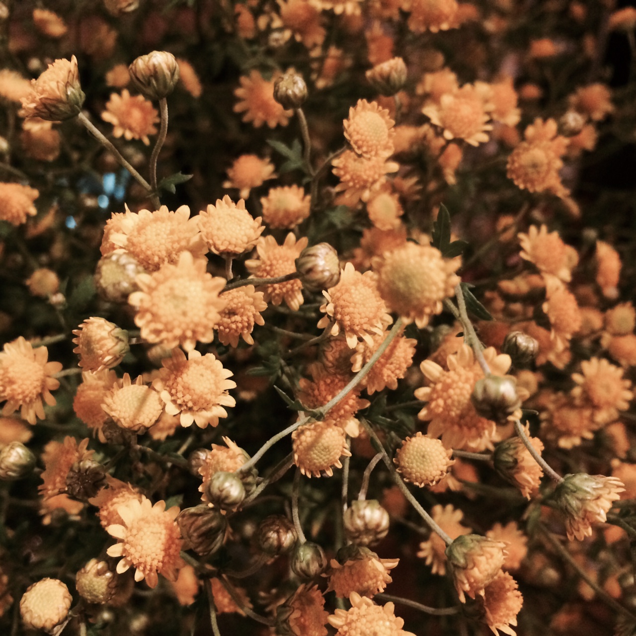 fukushima_flowers_js.jpeg