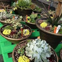 Succulent Containers.jpg