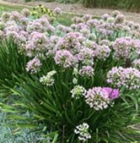 Allium Millenium