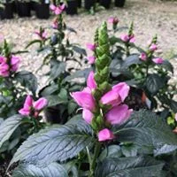 Chelone Tiny Tortuga