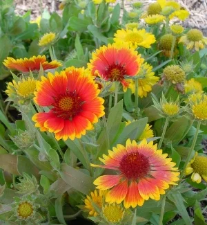 Gaillardia Arizona Sun