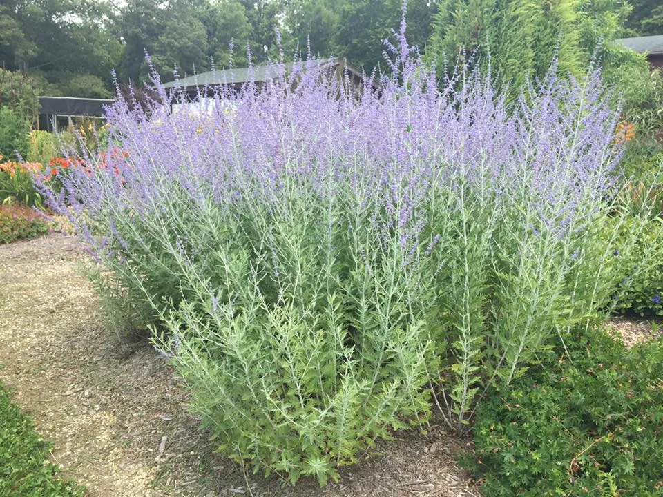 Perovskia atriplicifolia