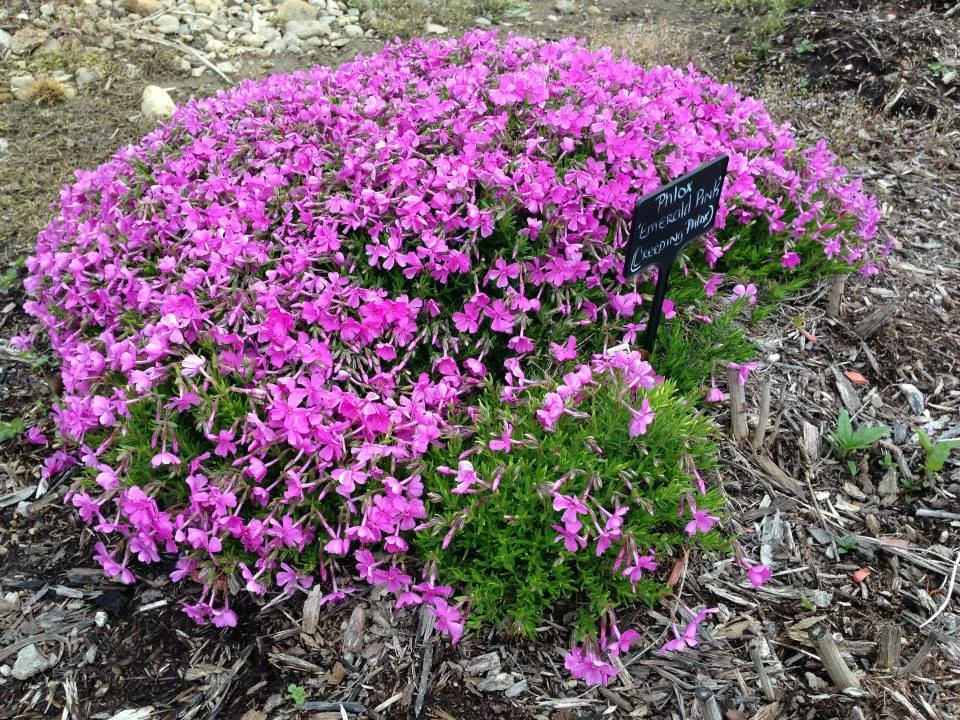 Phlox Red WIng