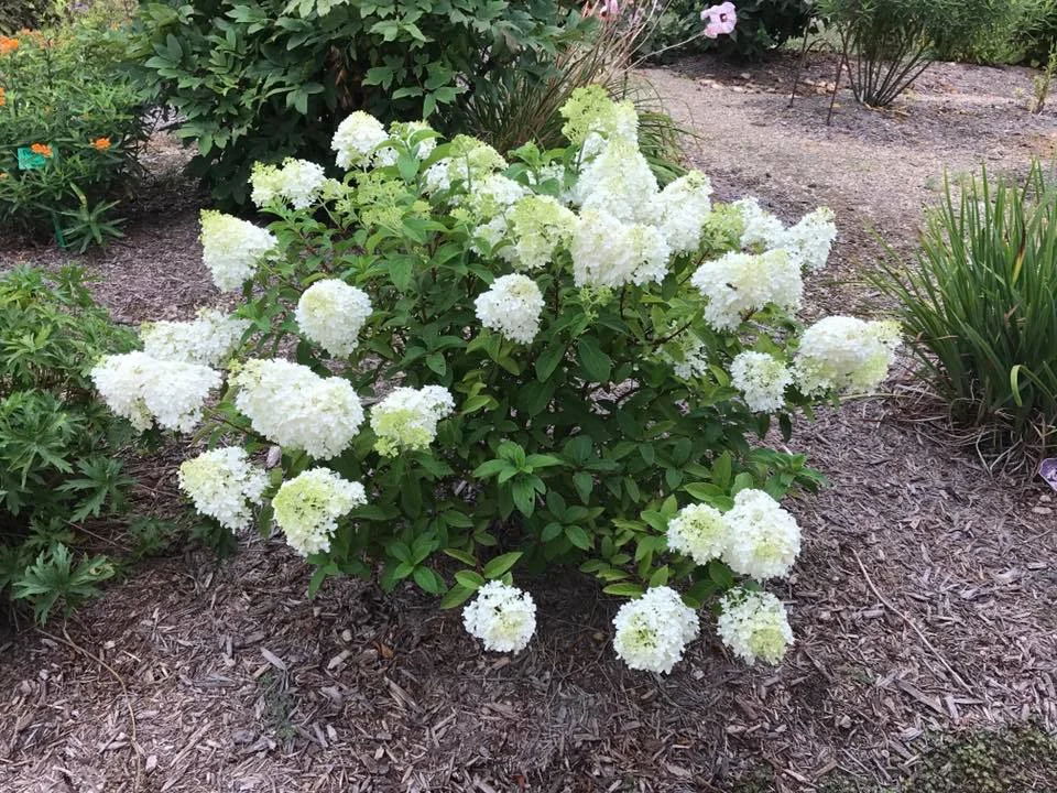 Hydrangea Bobo