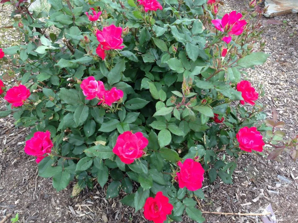 Rose Double Red Knock-Out