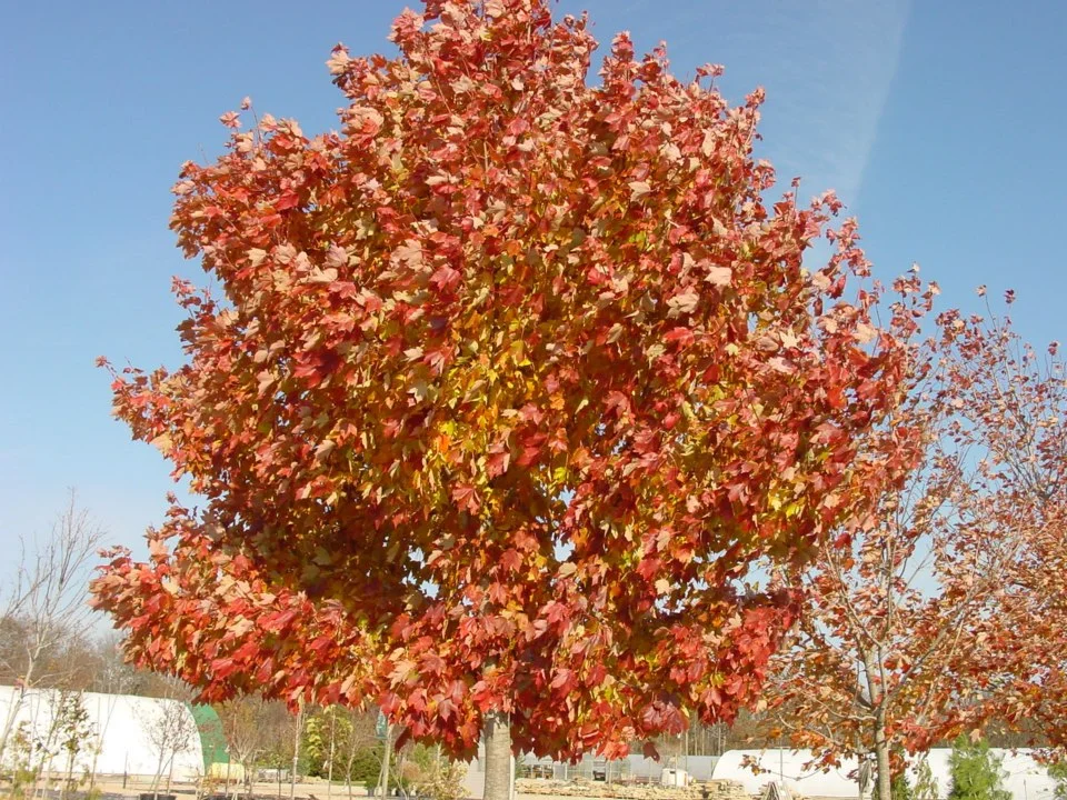 Acer r. October Glory