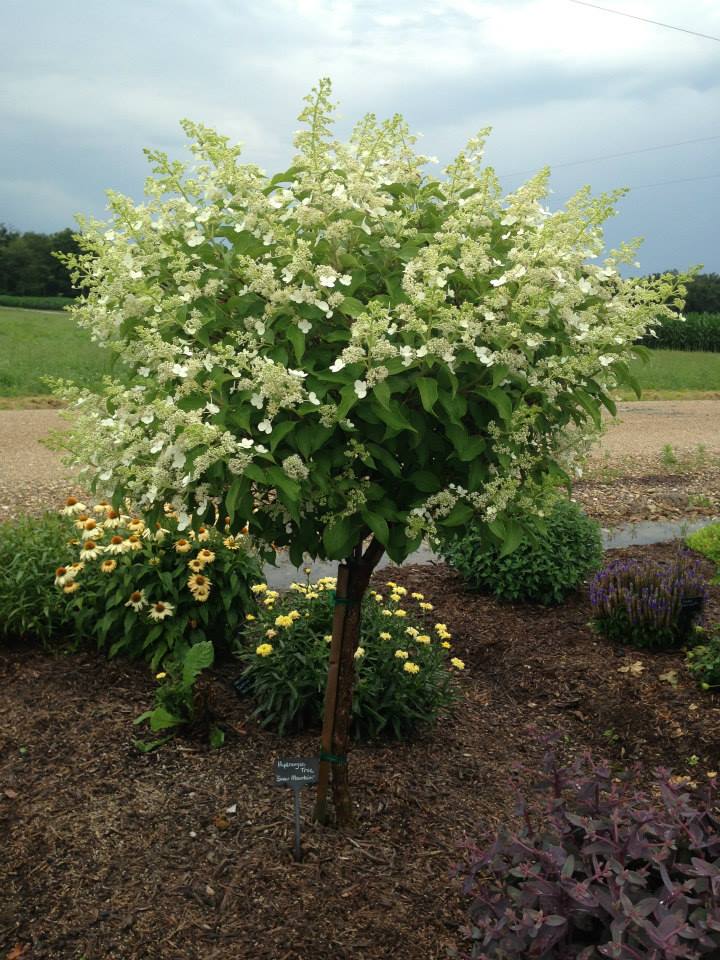 Hydrangea Snow Mountain
