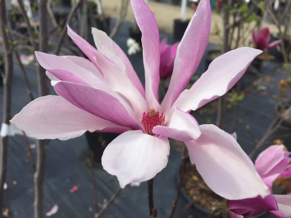Magnolia Jane