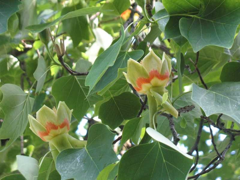Liriodendron tulipifera